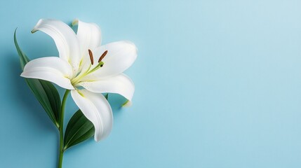 Obraz premium White lily on pastel blue background