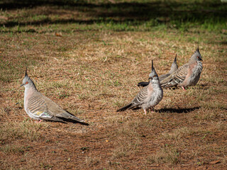 Crested Wood Pigeons Gathered On Lawn