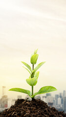 Plant on the ground with a cityscape background. Concept of World Engineer Day