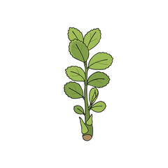 A hand-drawn vector illustration of a green plant sprig with rounded leaves. Isolated botanical element for nature or gardening design.