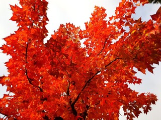 Detailed close-up of a maple tree with vibrant bright orange maple leaves, capturing the beauty and colors of the fall season