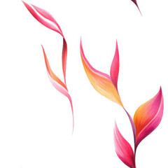 Heliconia petals curve gracefully, expressing beauty and elegance in watercolor style