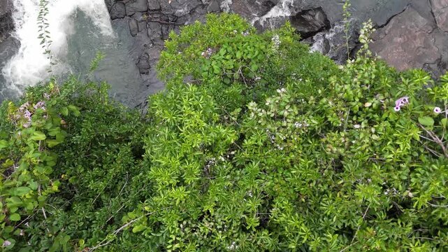 Aerial Reveal of Water Stream Through Tropical Forest, Sri Lanka