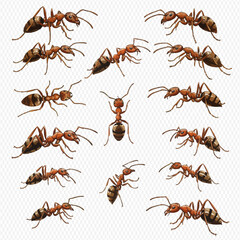A detailed collection of red and brown ants illustrated from various angles and poses.