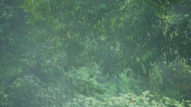 Tropical storms bring heavy rain and strong winds to lush tropical forests. The rainy season transforms the environment with intense downpours and turbulent weather conditions, highlighting the dramat