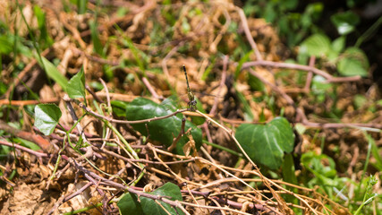 A photograph of Copera marginipes dragonfly. Taken from Las Pinas, NCR, Philippines.