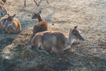 Ranca upas is a breeding place for deer that is protected by its existence. 