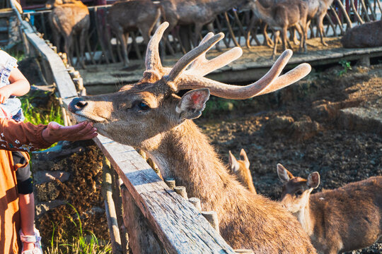 Ranca upas is a breeding place for deer that is protected by its existence. 