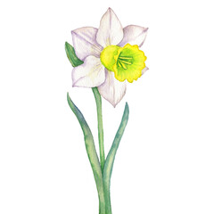 watercolor drawing flower of narcissus isolated at white background, floral element, hand drawn botanical illustration