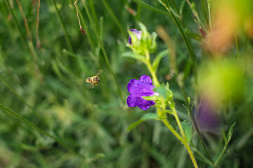 Bee approaching purple flower. A honey bee in mid-flight approaches purple flower against a soft-focused green background. Capturing a moment of pollination in nature. Selective focus.