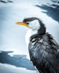 bird in winter 