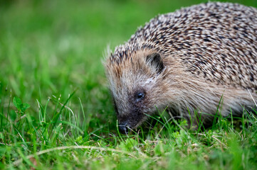Hedgehog walking on lawn in the evening