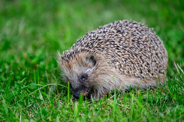 Hedgehog walking on lawn in the evening