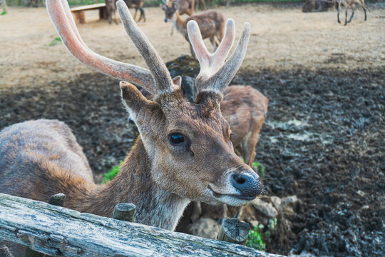 Ranca upas is a breeding place for deer that is protected by its existence. 