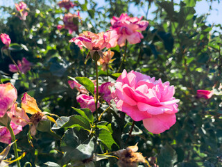 A pink rose is in the middle of a bush. The rose is surrounded by green leaves. The rose is the main focus of the image