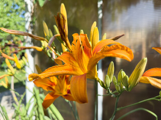 Obraz premium A single orange flower with a yellow center. The flower is surrounded by green leaves. The flower is in the foreground of the image