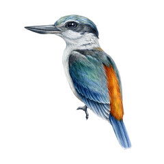 Red-backed Kingfisher vintage style watercolor illustration. Hand drawn Todiramphus pyrrhopygius Australia native bird. Beautiful bright kingfisher wildlife isolated bird on white background