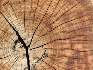 Fototapeta premium Background of wood in section, tree bark. A large piece of wood with a hole in the middle. A large piece of wood with a hole in the middle. The wood is split in half