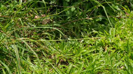 A photograph of a dragonfly. Taken from Las Pinas, NCR, Philippines.