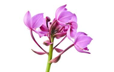 Purple orchid, Philippine ground orchid, Tropical flowers isolated on white background, with clipping path