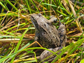 frog in a green grass
