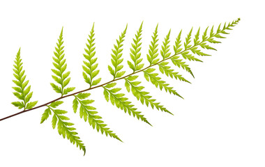 Fern leaf, Ornamental foliage, Exotic fern isolated on white background, with clipping path   © DEWINs