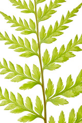 Fern leaf, Ornamental foliage, Exotic fern isolated on white background, with clipping path	
