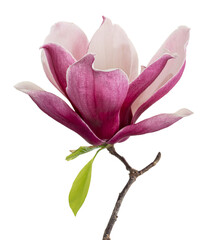 Magnolia liliiflora flower on branch with leaves, Lily magnolia flower isolated on white background, with clipping path