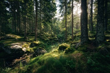 Lush green forest with sunlight filtering through trees and illuminating vibrant foliage during a serene morning in nature