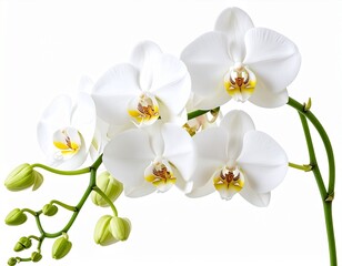 White Phalaenopsis Orchid Stem with Blossoms and Buds Isolated on White Bcakground