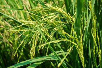 View of young rice fields, bright green, blurred nature background. Green rice ears.