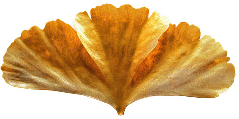 Naklejka premium A single golden ginkgo biloba leaf with intricate vein details and a fan shape isolated on transparent background