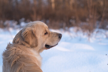 Golden retriever dog face close up, snow background