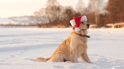 Golden retriever dog sits in the snow in a Santa Claus hat, Christmas is coming - Powered by Adobe