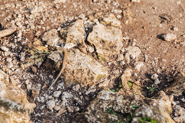 Lizard sitting on a rock the sun