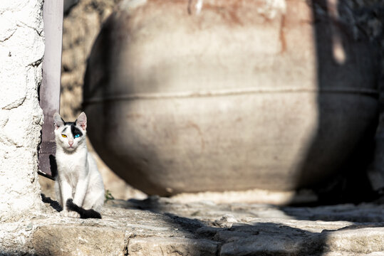 Cat with different colored eyes in the town of Vouni, Cyprus