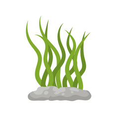 Underwater seaweed plants algae. Plants of the aquarium. Vector illustration 