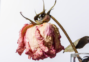 dried rose petals