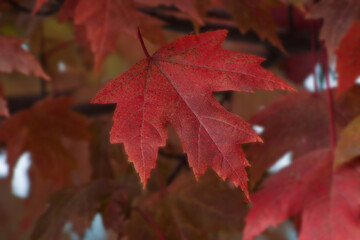 red maple leaves