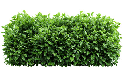 Obraz premium Bushy green hedge Transparent background, PNG file