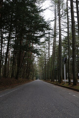 Karuizawa Mikasa street in early morning / 早朝の旧軽井沢～軽井沢の観光名所 三笠通り(タテ撮り)