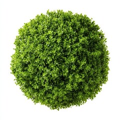 Fototapeta premium A lush green shrub viewed from above, perfect for adding a touch of nature to any project