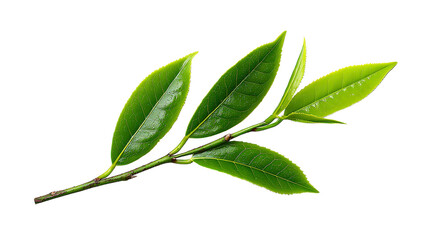 Obraz premium Close-up green tea leaves with stem Transparent background, PNG file