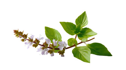 Basil Branch in Bloom: A close-up captures a vibrant basil branch showcasing fresh, green leaves alongside delicate, blooming flowers.
