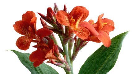 Vibrant Canna Lily in Bloom: The vivid beauty of a radiant orange Canna Lily unfolds, with its striking petals and lush green leaves, offering a glimpse of botanical elegance.