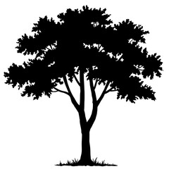 Tree Silhouette: A striking silhouette of a tree, its intricate branches and foliage are dramatically displayed, evoking a sense of nature's artistry and beauty. 