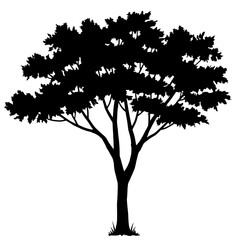 Tree Silhouette: The stark silhouette of a tree, its intricate branches reaching skyward, evokes a sense of strength and resilience, a timeless emblem of nature's artistry.