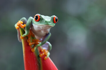 Red-eyed tree frog climbing on dwarf jamaican heliconia flower, Red-eyed tree frog (Agalychnis callidryas) closeup on flower, Green tree frog dwarf jamaican heliconia flower