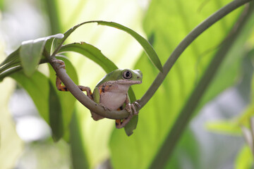 Phyllomedusa hypochondrialis climbing on branch, Northern orange-legged leaf frog or tiger-legged monkey frog closeup  