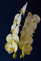 Fototapeta premium Branch of orchid (phalaenopsis) with large yellow flowers on dark blue background. Houseplant during lush flowering. Vertical. Close up. Selective focus.